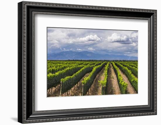 Vineyards in the Uco Valley (Valle De Uco), a Wine Region in Mendoza Province, Argentina-Matthew Williams-Ellis-Framed Photographic Print