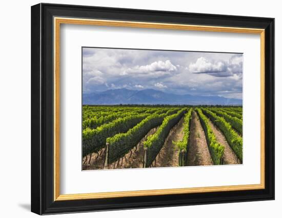 Vineyards in the Uco Valley (Valle De Uco), a Wine Region in Mendoza Province, Argentina-Matthew Williams-Ellis-Framed Photographic Print