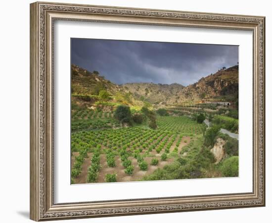 Vineyards in the White Mountains, Crete, Greece-Darrell Gulin-Framed Photographic Print