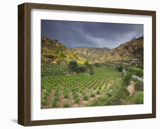 Vineyards in the White Mountains, Crete, Greece-Darrell Gulin-Framed Photographic Print