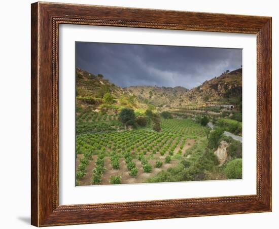 Vineyards in the White Mountains, Crete, Greece-Darrell Gulin-Framed Photographic Print