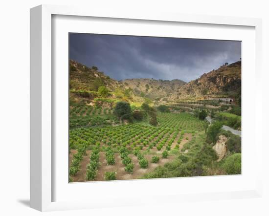 Vineyards in the White Mountains, Crete, Greece-Darrell Gulin-Framed Photographic Print