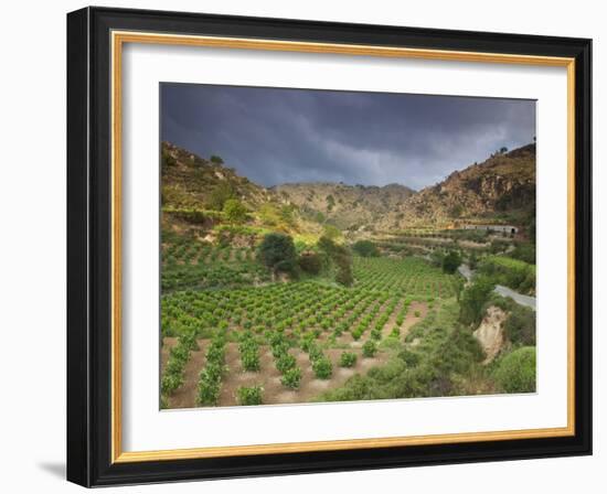 Vineyards in the White Mountains, Crete, Greece-Darrell Gulin-Framed Photographic Print