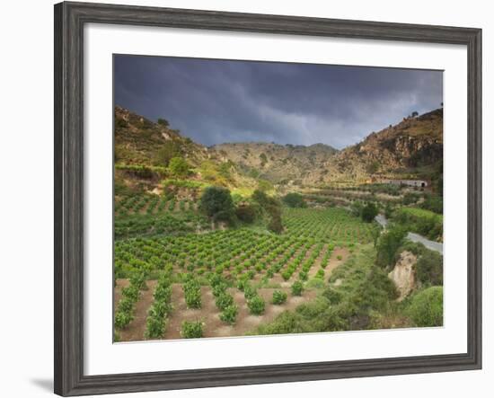 Vineyards in the White Mountains, Crete, Greece-Darrell Gulin-Framed Photographic Print