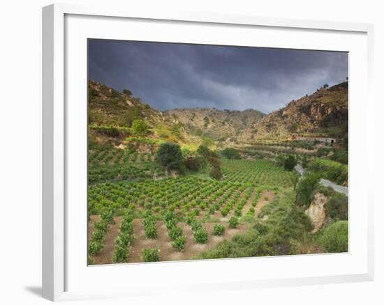 Vineyards in the White Mountains, Crete, Greece-Darrell Gulin-Framed Photographic Print