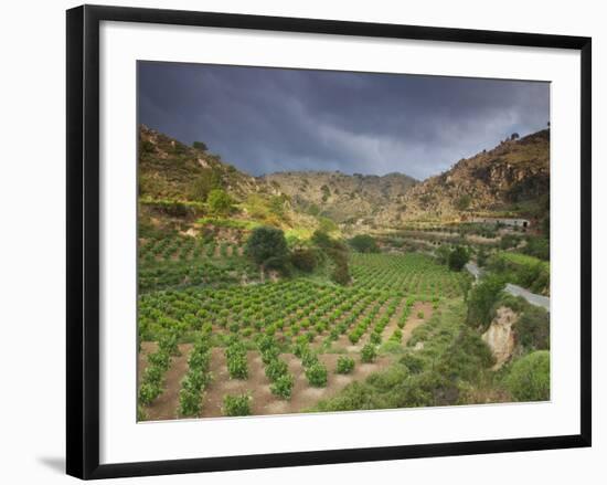 Vineyards in the White Mountains, Crete, Greece-Darrell Gulin-Framed Photographic Print