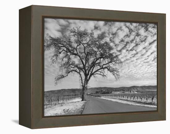 Vineyards in Winter, Napa, Napa Valley Wine Country, Northern California, Usa-Walter Bibikow-Framed Premier Image Canvas