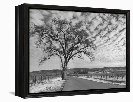 Vineyards in Winter, Napa, Napa Valley Wine Country, Northern California, Usa-Walter Bibikow-Framed Premier Image Canvas