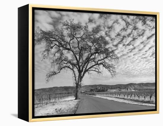 Vineyards in Winter, Napa, Napa Valley Wine Country, Northern California, Usa-Walter Bibikow-Framed Premier Image Canvas