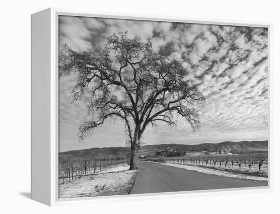 Vineyards in Winter, Napa, Napa Valley Wine Country, Northern California, Usa-Walter Bibikow-Framed Premier Image Canvas