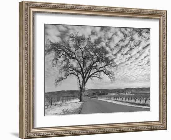 Vineyards in Winter, Napa, Napa Valley Wine Country, Northern California, Usa-Walter Bibikow-Framed Photographic Print