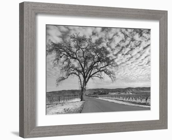 Vineyards in Winter, Napa, Napa Valley Wine Country, Northern California, Usa-Walter Bibikow-Framed Photographic Print