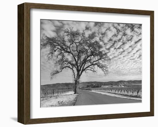 Vineyards in Winter, Napa, Napa Valley Wine Country, Northern California, Usa-Walter Bibikow-Framed Photographic Print