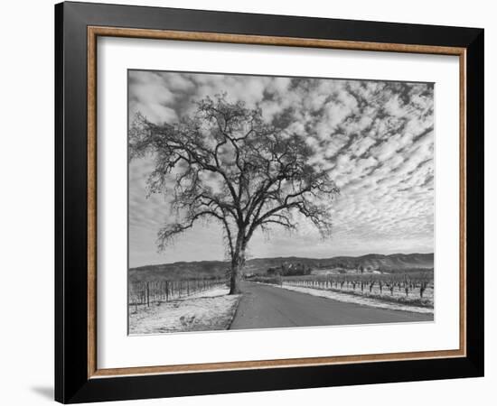 Vineyards in Winter, Napa, Napa Valley Wine Country, Northern California, Usa-Walter Bibikow-Framed Photographic Print