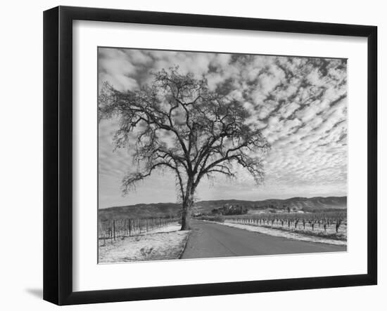 Vineyards in Winter, Napa, Napa Valley Wine Country, Northern California, Usa-Walter Bibikow-Framed Photographic Print