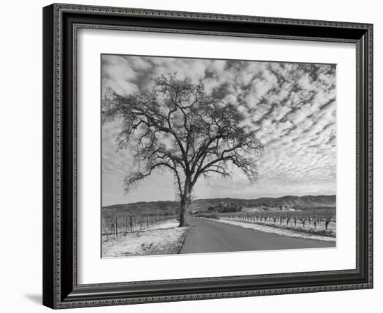 Vineyards in Winter, Napa, Napa Valley Wine Country, Northern California, Usa-Walter Bibikow-Framed Photographic Print