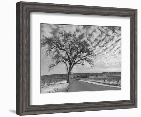 Vineyards in Winter, Napa, Napa Valley Wine Country, Northern California, Usa-Walter Bibikow-Framed Photographic Print