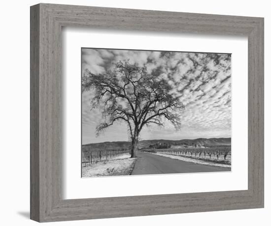 Vineyards in Winter, Napa, Napa Valley Wine Country, Northern California, Usa-Walter Bibikow-Framed Photographic Print