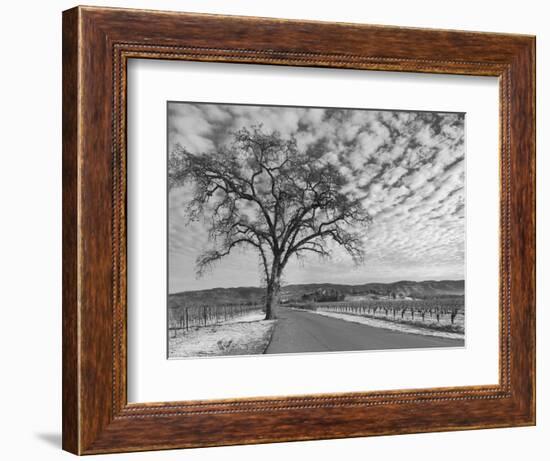 Vineyards in Winter, Napa, Napa Valley Wine Country, Northern California, Usa-Walter Bibikow-Framed Photographic Print