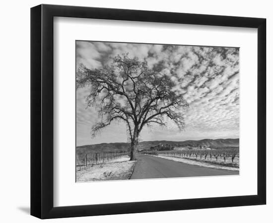 Vineyards in Winter, Napa, Napa Valley Wine Country, Northern California, Usa-Walter Bibikow-Framed Photographic Print