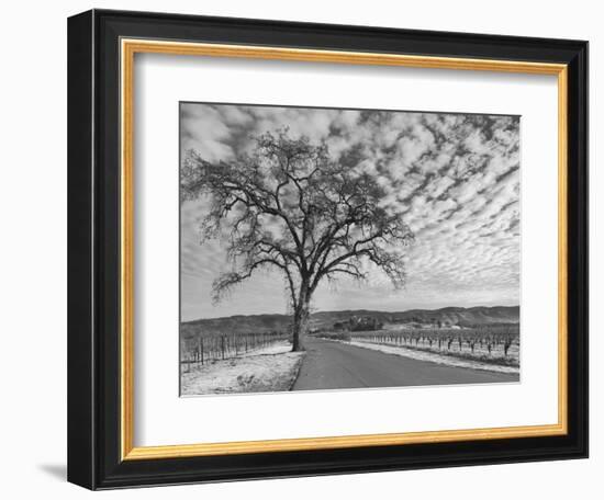 Vineyards in Winter, Napa, Napa Valley Wine Country, Northern California, Usa-Walter Bibikow-Framed Photographic Print