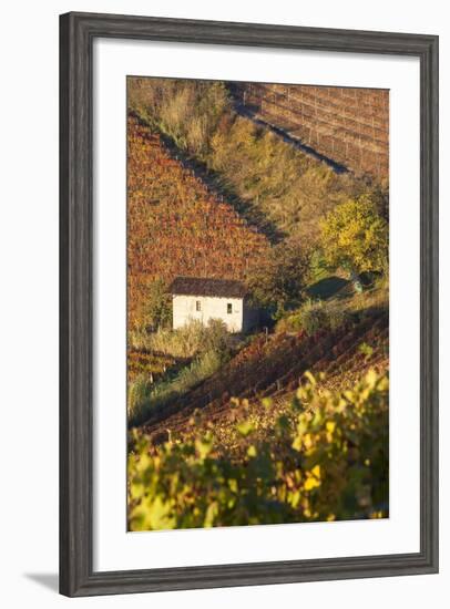 Vineyards, Near Alba, Langhe, Piedmont, Italy-Peter Adams-Framed Photographic Print