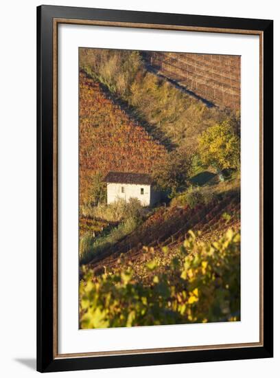 Vineyards, Near Alba, Langhe, Piedmont, Italy-Peter Adams-Framed Photographic Print