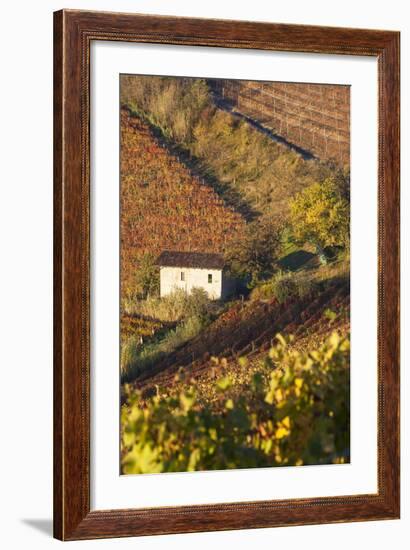 Vineyards, Near Alba, Langhe, Piedmont, Italy-Peter Adams-Framed Photographic Print