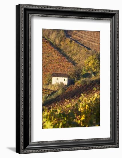 Vineyards, Near Alba, Langhe, Piedmont, Italy-Peter Adams-Framed Photographic Print