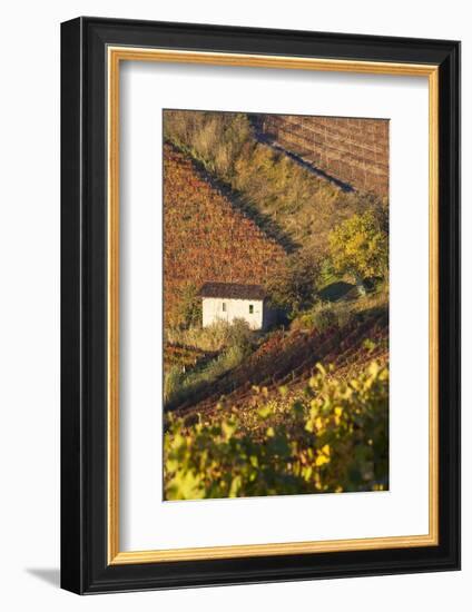 Vineyards, Near Alba, Langhe, Piedmont, Italy-Peter Adams-Framed Photographic Print