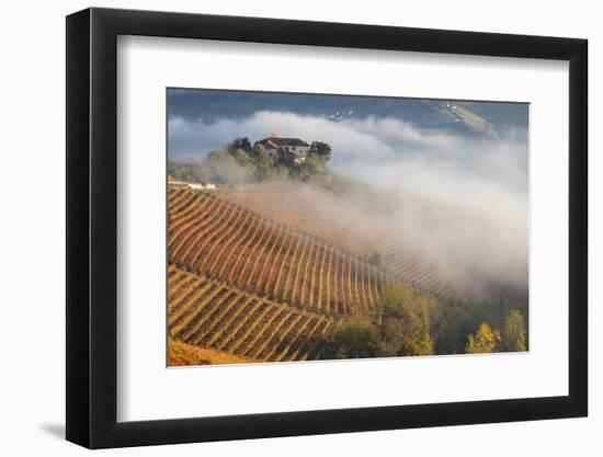 Vineyards, Near Alba, Langhe, Piedmont, Italy-Peter Adams-Framed Photographic Print