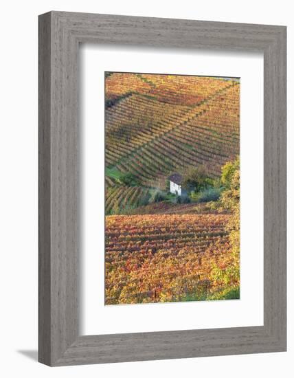 Vineyards, Near Alba, Langhe, Piedmont, Italy-Peter Adams-Framed Photographic Print