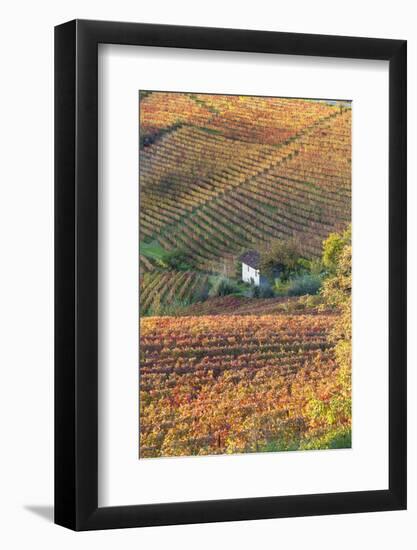 Vineyards, Near Alba, Langhe, Piedmont, Italy-Peter Adams-Framed Photographic Print