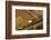 Vineyards, Near Alba, Langhe, Piedmont, Italy-Peter Adams-Framed Photographic Print