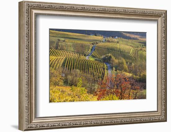 Vineyards, Near Alba, Langhe, Piedmont, Italy-Peter Adams-Framed Photographic Print