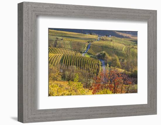 Vineyards, Near Alba, Langhe, Piedmont, Italy-Peter Adams-Framed Photographic Print