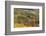 Vineyards, Near Alba, Langhe, Piedmont, Italy-Peter Adams-Framed Photographic Print