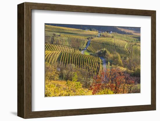 Vineyards, Near Alba, Langhe, Piedmont, Italy-Peter Adams-Framed Photographic Print