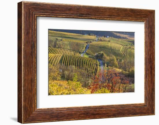 Vineyards, Near Alba, Langhe, Piedmont, Italy-Peter Adams-Framed Photographic Print