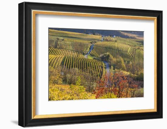 Vineyards, Near Alba, Langhe, Piedmont, Italy-Peter Adams-Framed Photographic Print