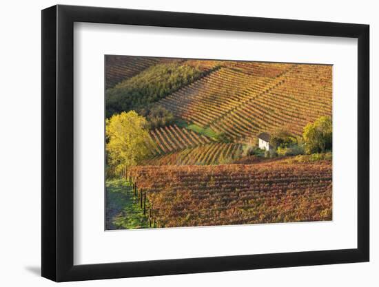 Vineyards, Near Alba, Langhe, Piedmont, Italy-Peter Adams-Framed Photographic Print