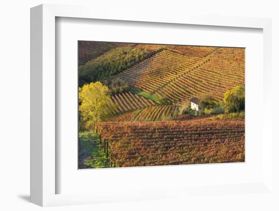 Vineyards, Near Alba, Langhe, Piedmont, Italy-Peter Adams-Framed Photographic Print