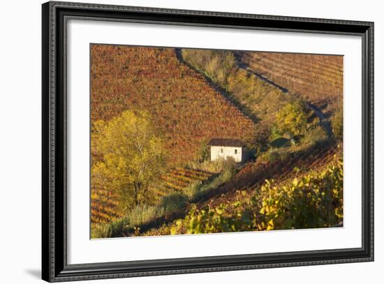 Vineyards, Near Alba, Langhe, Piedmont, Italy-Peter Adams-Framed Photographic Print