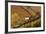 Vineyards, Near Alba, Langhe, Piedmont, Italy-Peter Adams-Framed Photographic Print