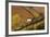 Vineyards, Near Alba, Langhe, Piedmont, Italy-Peter Adams-Framed Photographic Print