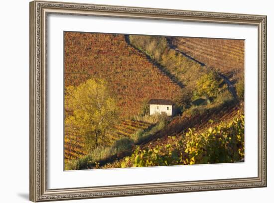 Vineyards, Near Alba, Langhe, Piedmont, Italy-Peter Adams-Framed Photographic Print