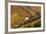 Vineyards, Near Alba, Langhe, Piedmont, Italy-Peter Adams-Framed Photographic Print