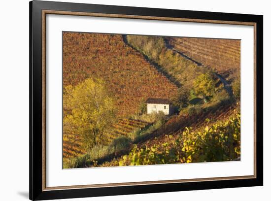Vineyards, Near Alba, Langhe, Piedmont, Italy-Peter Adams-Framed Photographic Print