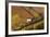 Vineyards, Near Alba, Langhe, Piedmont, Italy-Peter Adams-Framed Photographic Print