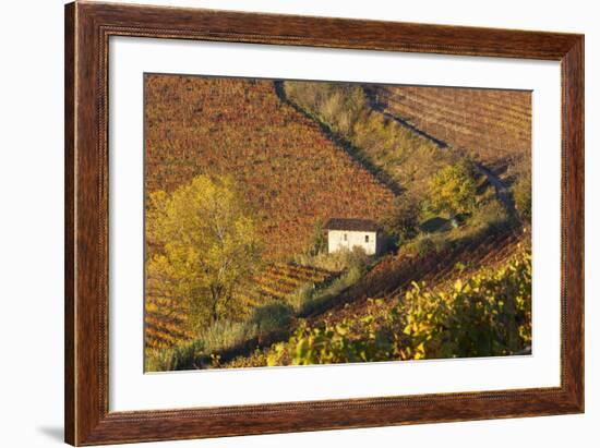 Vineyards, Near Alba, Langhe, Piedmont, Italy-Peter Adams-Framed Photographic Print